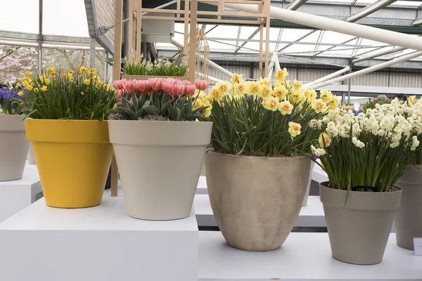 A tarka tulipán és nárcisz, kermaic vázák egy üvegház, botanikus kertben — Stock Fotó