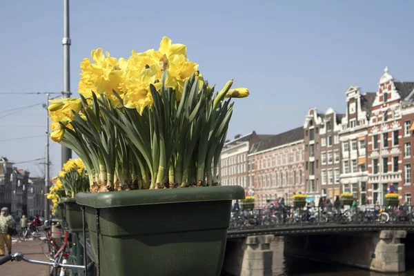 Het jaarlijkse festival van de lente flowersflowing in de straten van Amsterdam — Stockfoto