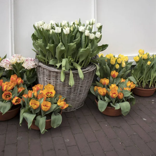 Ежегодный фестиваль тюльпанов, протекающих по улицам Амстердама — стоковое фото