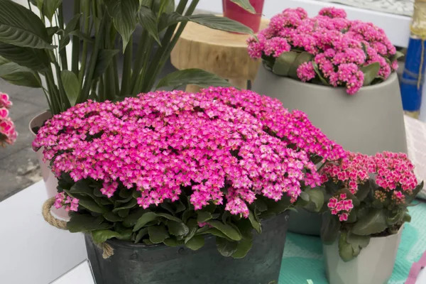 Verschiedenfarbige Kalanchoe in Tontöpfen im Gewächshaus des Botanischen Gartens — Stockfoto