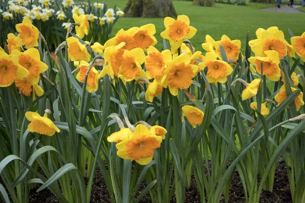 Los narcisos Amarillos cerca de la fuente en el fondo de los árboles en el jardín botánico en Keukenhof —  Fotos de Stock