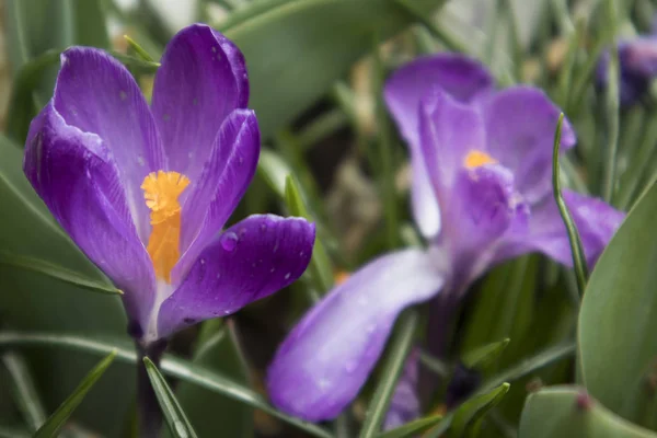 Blauwe sneeuwklokjes in de botanische tuin — Stockfoto