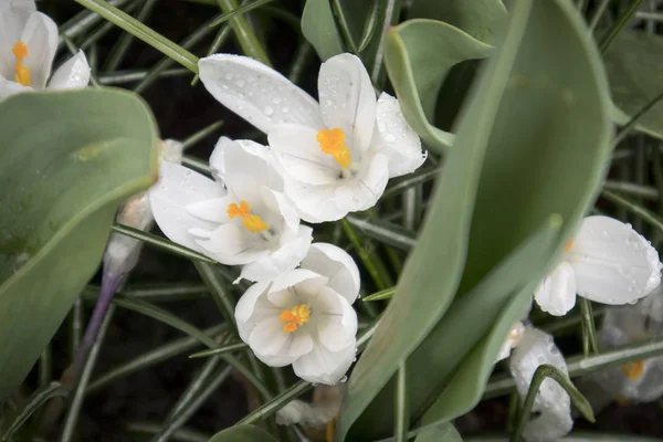 De vita snödroppar i botaniska trädgården — Stockfoto