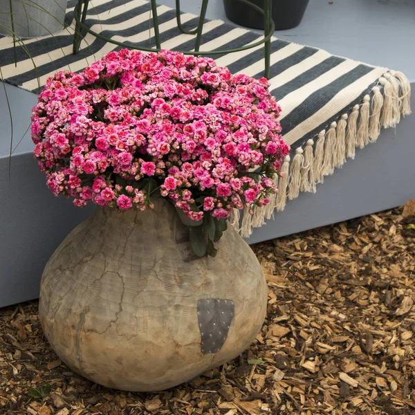 Los Diferentes tipos de Kalanchoe multicolor en las ollas de barro en el invernadero del jardín botánico — Foto de Stock