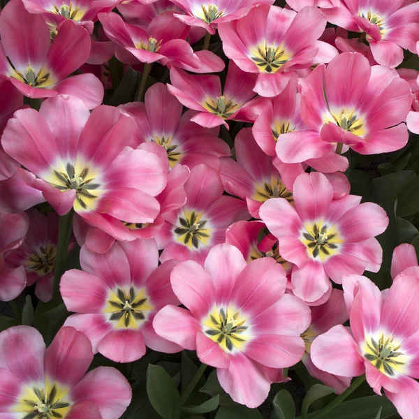 Красные и белые тюльпаны в ботаническом саду — стоковое фото