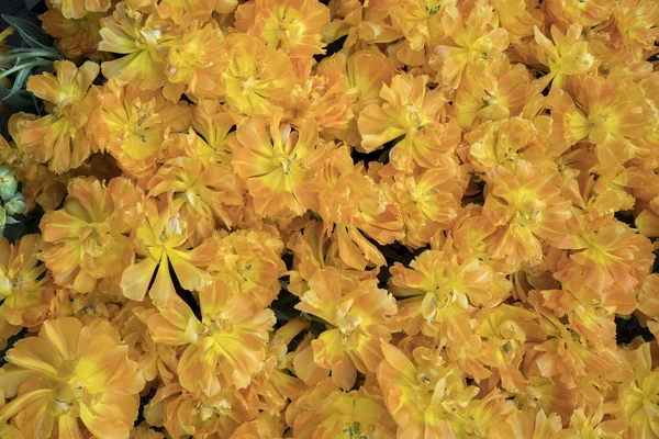 Žlutá a oranžová tulipány, v botanické zahradě — Stock fotografie