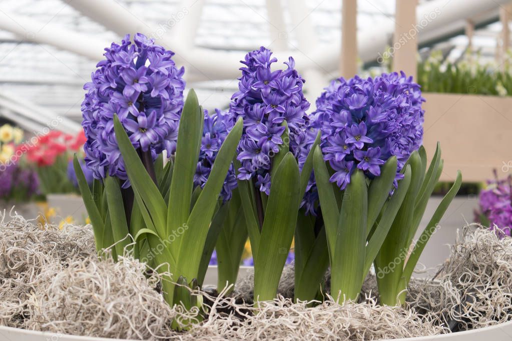 the Multicolored cut hyacinths in vases wrapped in wood bark in a greenhouse in a botanical garden