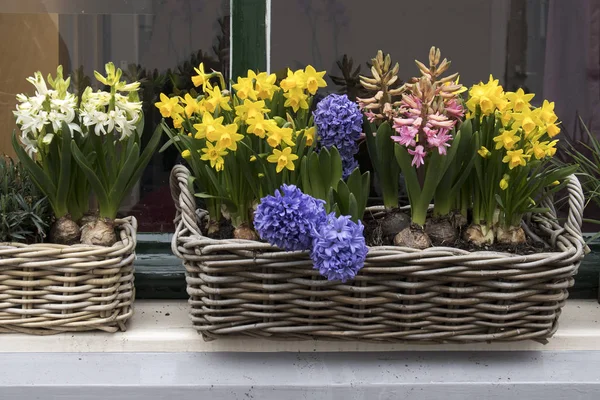 Синие, белые и розовые гиацинты с желтыми даффодилами в плетеных корзинах украшают окно в Амстердаме в Голландии — стоковое фото