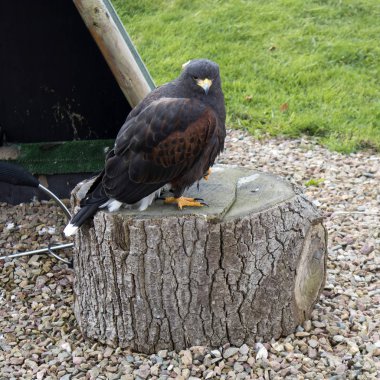 Eagle in Muiderslot Muiden castle in Muiden, Noord-Holland, Netherlands.