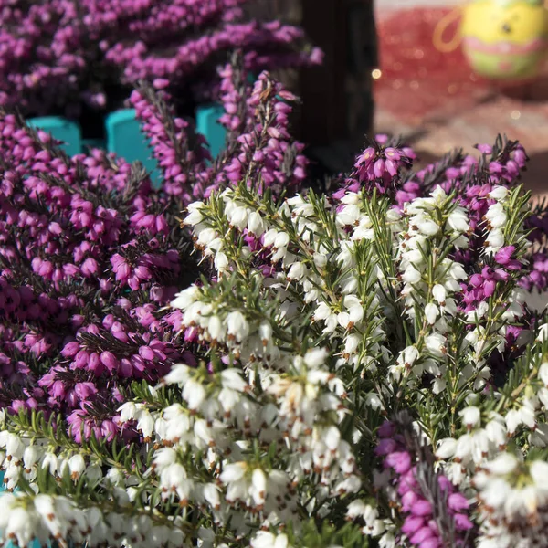 A urze branca e lilás em um vaso de flores perto da entrada da loja como um ornamento . — Fotografia de Stock