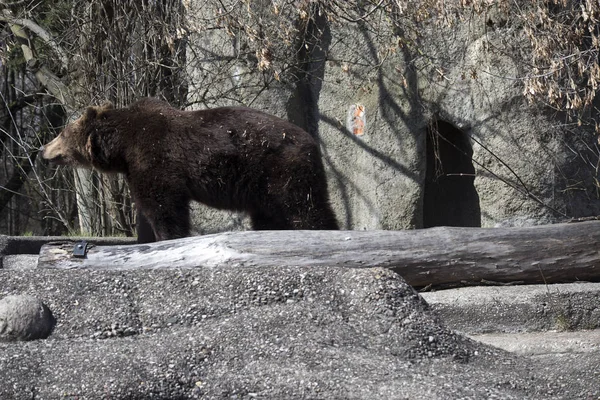 Urso marrom no Parque de Praga Praski Park perto do Zoológico de Varsóvia, Polônia — Fotografia de Stock