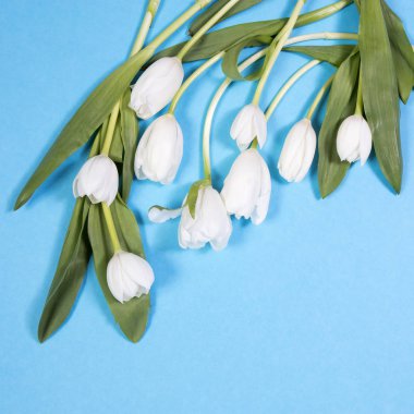 mavi zemin üzerine beyaz laleler