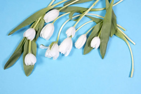 Weiße Tulpen auf blauem Hintergrund — Stockfoto