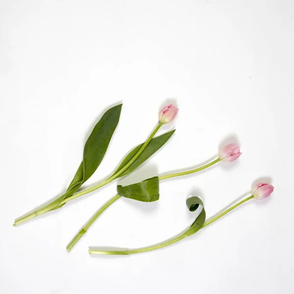 Розовые тюльпаны на синем фоне в качестве открытки — стоковое фото