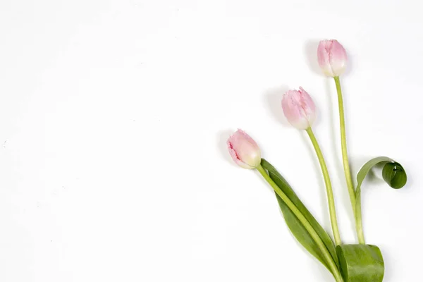 Tulipani rosa su sfondo blu come una carta — Foto Stock