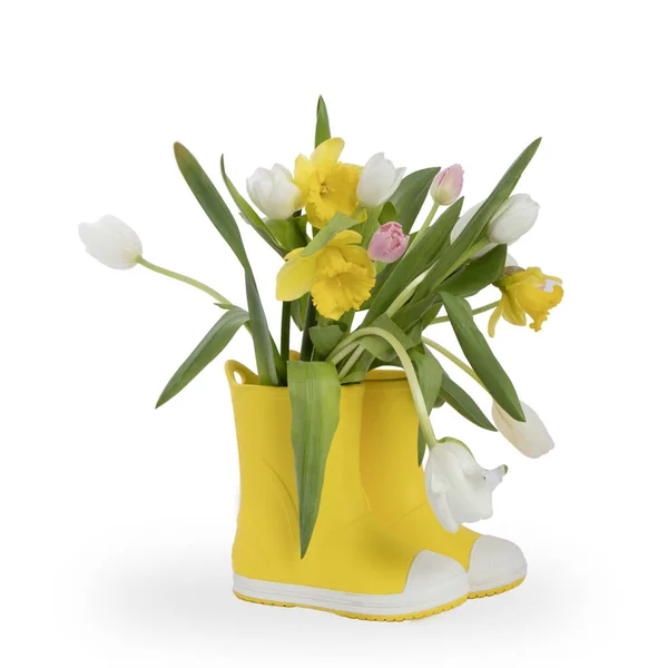 Žluté gumové boty s kyticí květů žluté narcisy a tulipány bílé a růžové na bílém pozadí. Zahradní příslušenství. — Stock fotografie