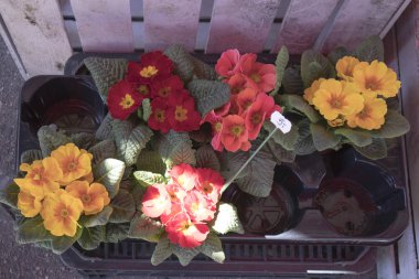 Tencere üstünde belgili tanımlık sayaç Satılık çeşitli çuha çiçeği