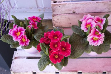 Tencere üstünde belgili tanımlık sayaç Satılık çeşitli çuha çiçeği