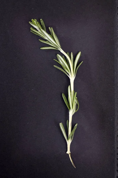 Rosemary větev na černém papíře pozadí. Karta — Stock fotografie