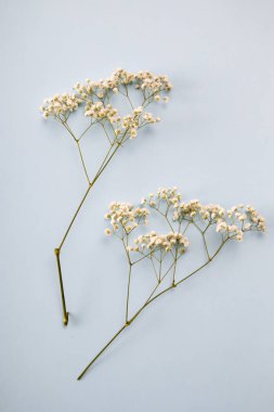 Güzel bir kart olarak mavi arka planda Gypthe şubesi