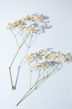 Güzel bir kart olarak mavi arka planda Gypthe şubesi