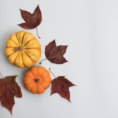 Turuncu balkabağı ve yapraklar, mavi arkaplanda üst görünüm, kopyalama alanı olan web pankartı