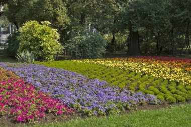Viyana 'da bir parkta çok renkli çimenler.