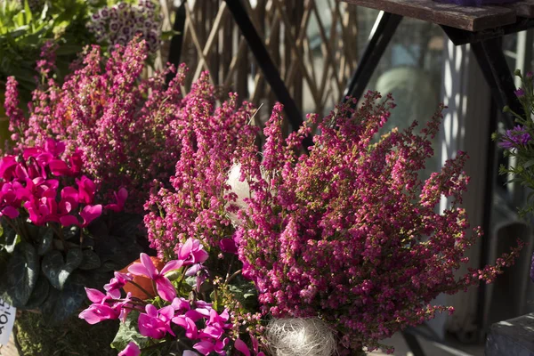 Kultivierte rosa Calluna vulgaris oder Heidekrautblumen, die im Blumenladen im Freien im Sonnenlicht stehen — Stockfoto
