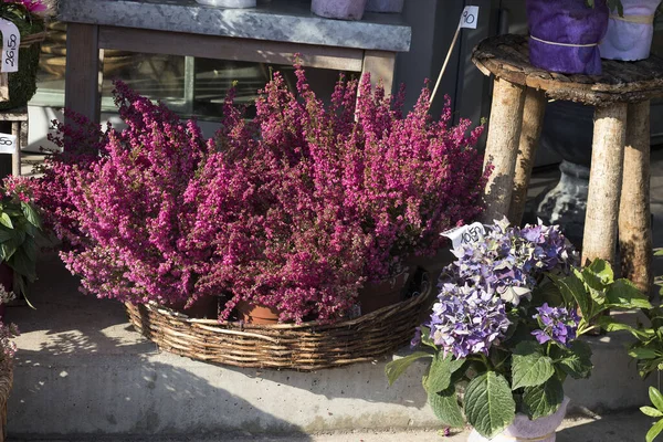 Cultivado em vaso rosa calluna vulgaris ou flores comuns de urze em pé na loja de flores ao ar livre à luz do sol — Fotografia de Stock