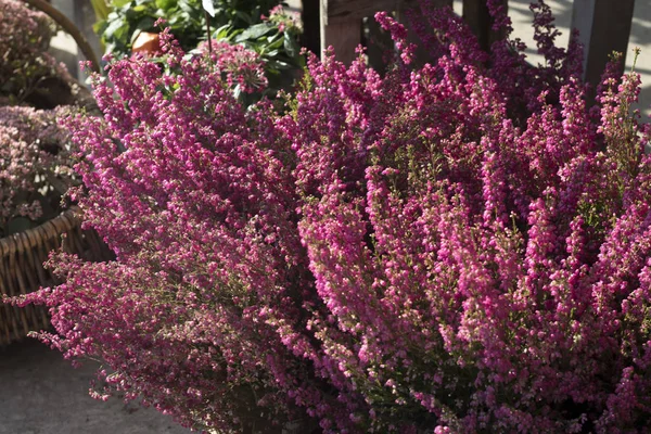 Caléndula rosada cultivada vulgaris o flores de brezo comunes de pie en la tienda de flores al aire libre a la luz del sol —  Fotos de Stock