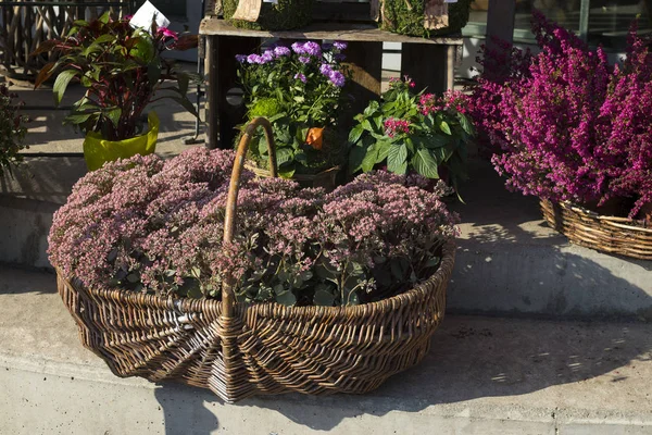 Cultivado em vaso rosa calluna vulgaris ou flores comuns de urze em pé na loja de flores ao ar livre à luz do sol — Fotografia de Stock