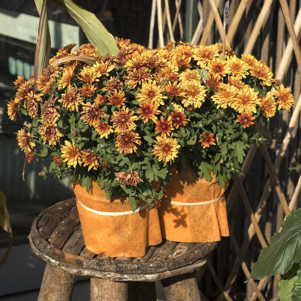 Gelbe Chrysanthemen und Feldnelken werden am Eingang des Blumenladens verkauft — Stockfoto