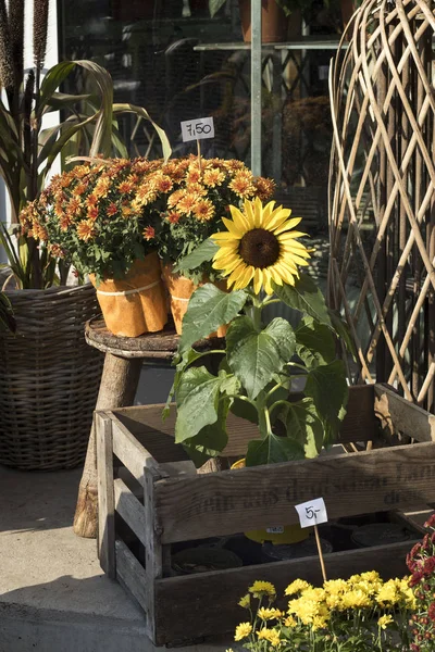 お花屋さんへの入り口で販売のための黄色の菊とフィールドカーネーション — ストック写真