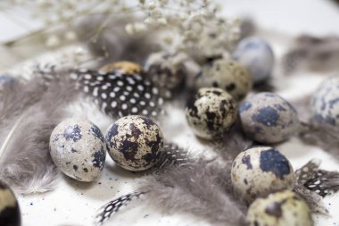 Koyu ahşap arka planda bıldırcın yumurtaları ve tüyleri olan Rustik Sepet.