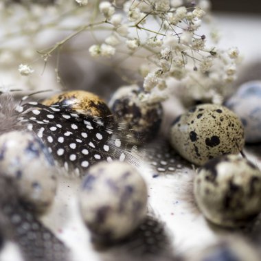 Koyu ahşap arka planda bıldırcın yumurtaları ve tüyleri olan Rustik Sepet.