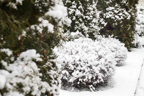 Ramas de árbol negro en la nieve contra el cielo. Ramas curvadas de árboles. Fondo blanco. Ramas en la nieve. Increíble y terrible . —  Fotos de Stock