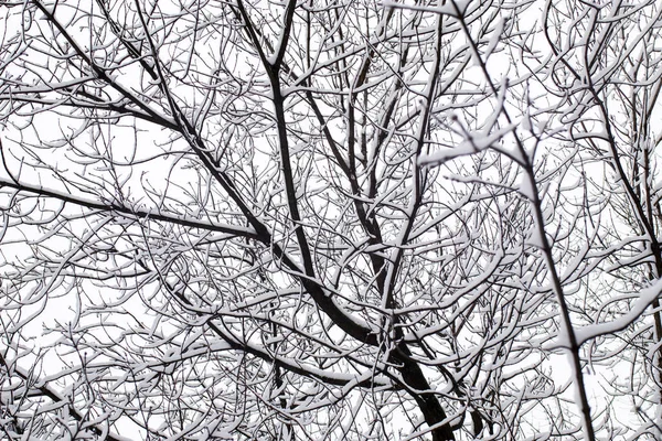 Černé větve stromů na sněhu proti obloze. Zakřivené větve stromů. Bílé pozadí. Větve na sněhu. Úžasné a strašné. — Stock fotografie