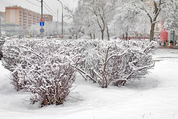 Černé větve stromů na sněhu proti obloze. Zakřivené větve stromů. Bílé pozadí. Větve na sněhu. Úžasné a strašné. — Stock fotografie