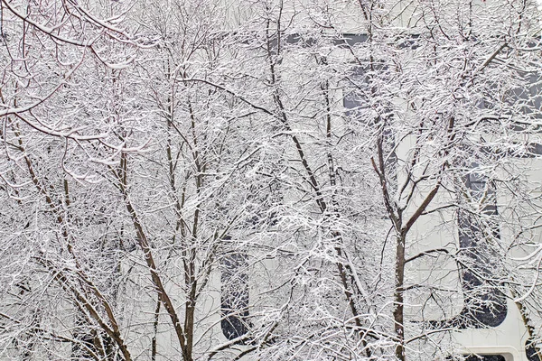Schwarze Äste im Schnee gegen den Himmel. gekrümmte Äste. weißer Hintergrund. Äste auf dem Schnee. Erstaunlich und schrecklich. — Stockfoto