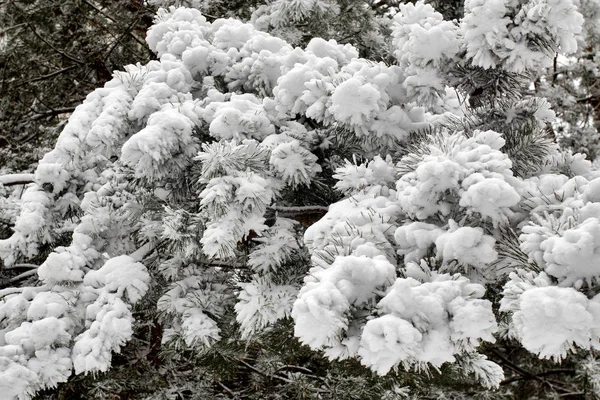 Branches d'arbres noirs dans la neige contre le ciel. branches d'arbres courbes. Fond blanc. Branches sur la neige. Incroyable et terrible . — Photo