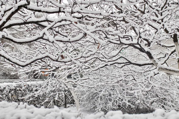 Zwarte boomtakken in de sneeuw tegen de lucht. Gebogen takken. Witte achtergrond. Takken op de sneeuw. Verbazingwekkend en verschrikkelijk.. — Stockfoto