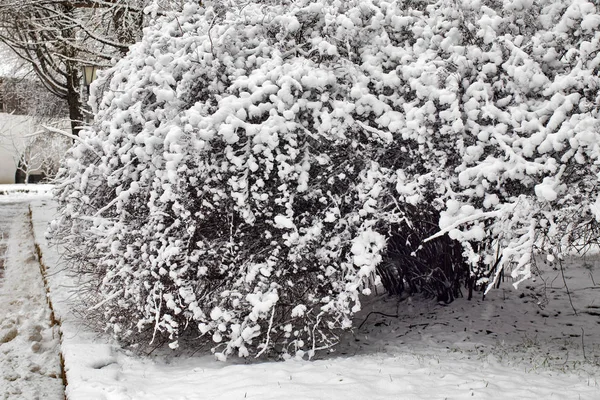 Чорне дерево гілки в снігу проти неба. Вигнуті гілки дерева. Білий фон. Гілки на снігу. Дивовижні і жахливі . — стокове фото