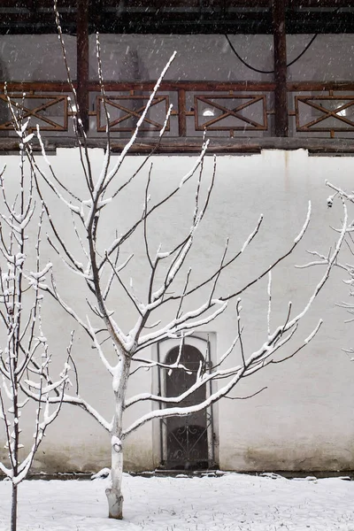 Svart träd grenar sig i snön mot himlen. Böjda trädgrenar. Vit bakgrund. Filialer på snön. Fantastisk och fruktansvärd. — Stockfoto