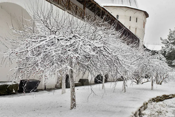 Zwarte boomtakken in de sneeuw tegen de lucht. Gebogen takken. Witte achtergrond. Takken op de sneeuw. Verbazingwekkend en verschrikkelijk.. — Stockfoto