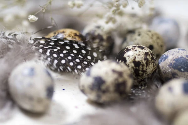 A rusztikus kosár fürj tojások és tollak sötét fa háttér — Stock Fotó