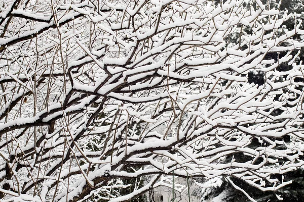 Zwarte boomtakken in de sneeuw tegen de lucht. Gebogen takken. Witte achtergrond. Takken op de sneeuw. Verbazingwekkend en verschrikkelijk.. — Stockfoto