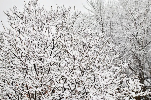 Black tree branches in the snow against the sky. Curved tree branches. White background. Branches on the snow. Amazing and Terrible. — Stock Photo, Image