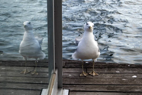 Retrato de gaviota contra la orilla del mar. Vista de cerca de la gaviota pájaro blanco sentado junto a la playa. Gaviota salvaje con fondo azul natural . —  Fotos de Stock