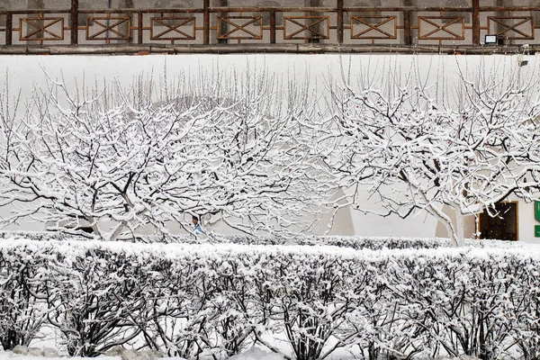 Black tree branches in the snow against the sky. Curved tree branches. White background. Branches on the snow. Amazing and Terrible. — Stock Photo, Image