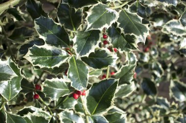 Yaprakların ve kutsal bir çalılığın meyvelerinin görüntüsünü kapat. Arkaplan kullanımı için mükemmel